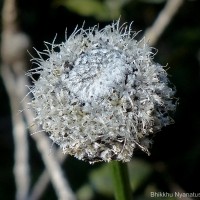 Eriocaulon philippo-coburgii Szyszyl. ex Wawra